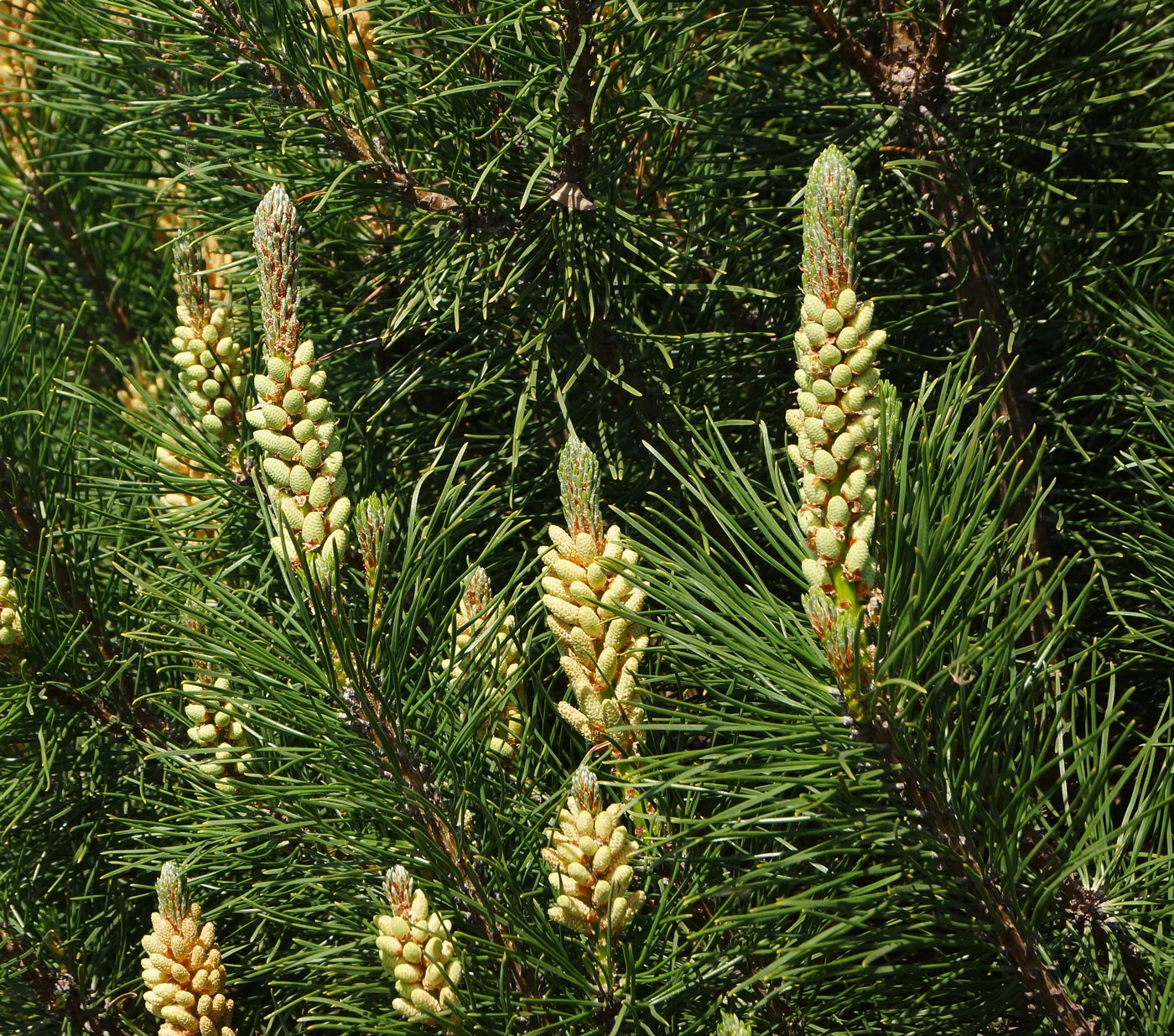 Image of Pinus mugo specimen.