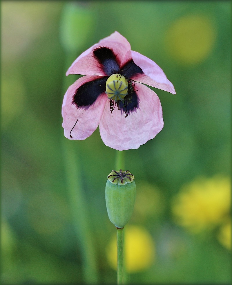 Image of Papaver roseolum specimen.