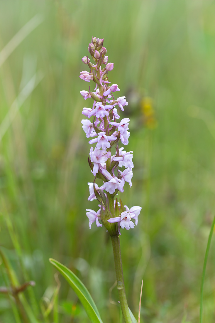 Image of Gymnadenia conopsea specimen.