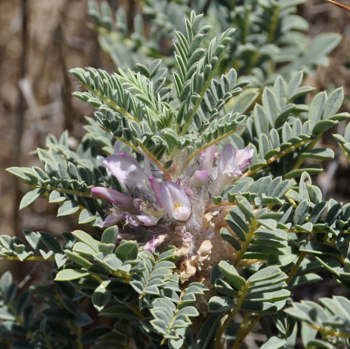 Изображение особи Astragalus thracicus.