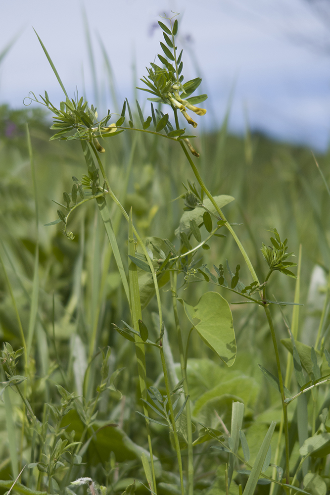 Изображение особи Vicia ciliatula.