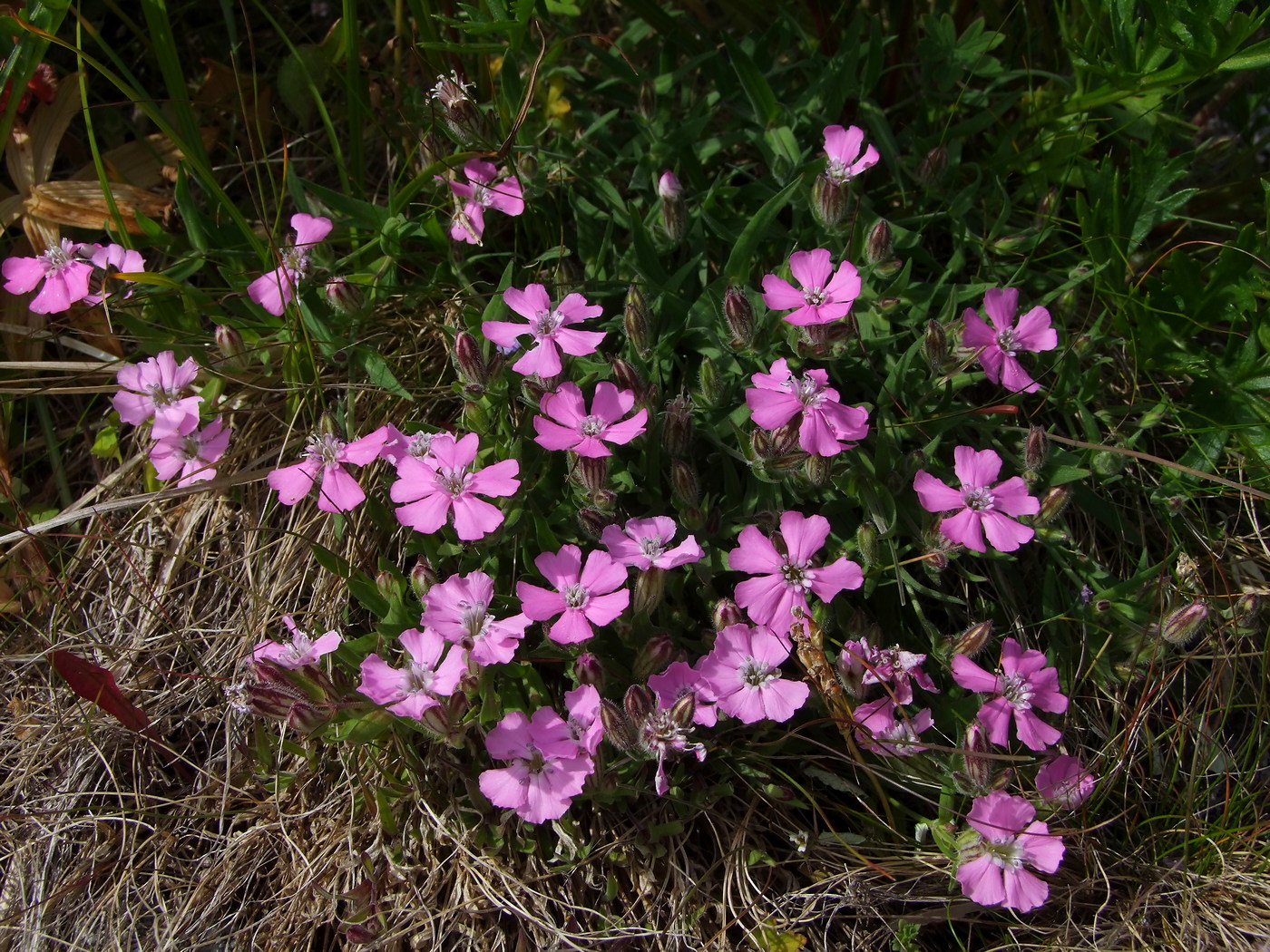 Изображение особи Lychnis ajanensis.