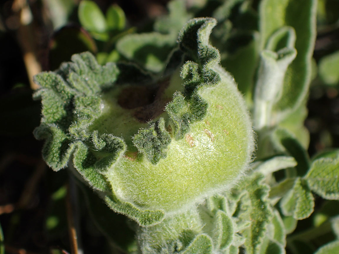 Image of Salvia fruticosa specimen.