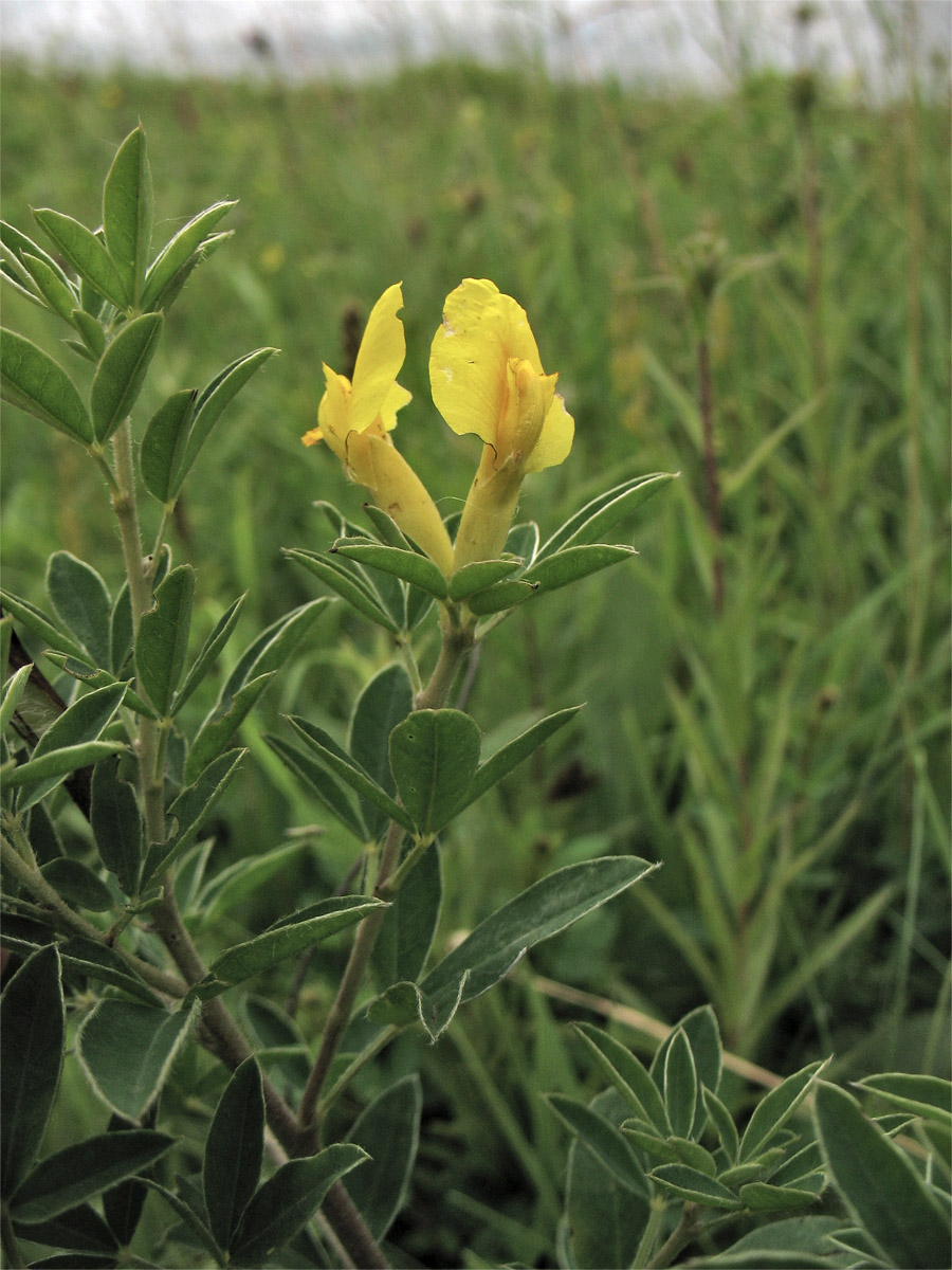 Image of Chamaecytisus blockianus specimen.