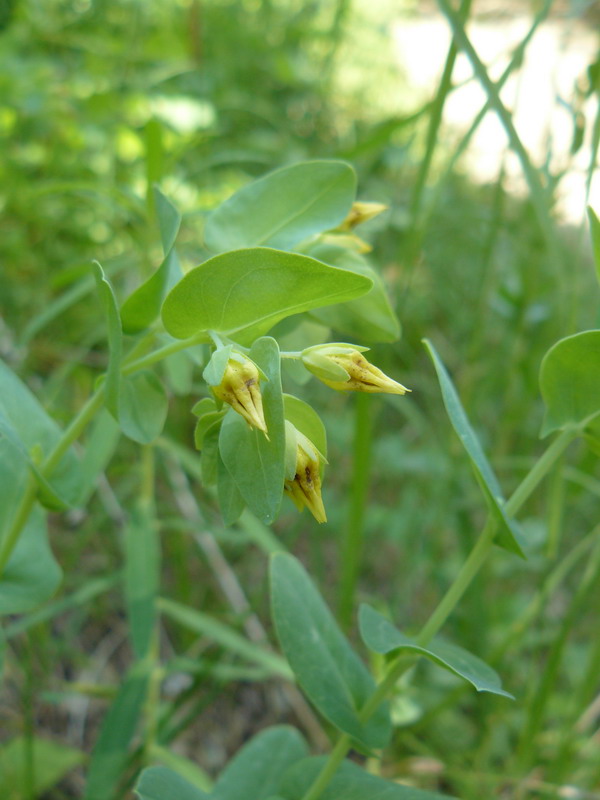 Изображение особи Cerinthe minor.