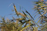 Phragmites australis. Верхушка побега с соплодием. Грузия, край Самцхе-Джавахети, Аспиндзский муниципалитет, окр. села Тмогви, озеро Цунда, выс. 1231 м н.у.м. 14.10.2018.