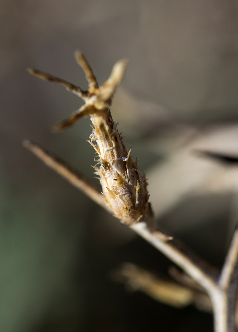 Image of Centaurea spinosa specimen.