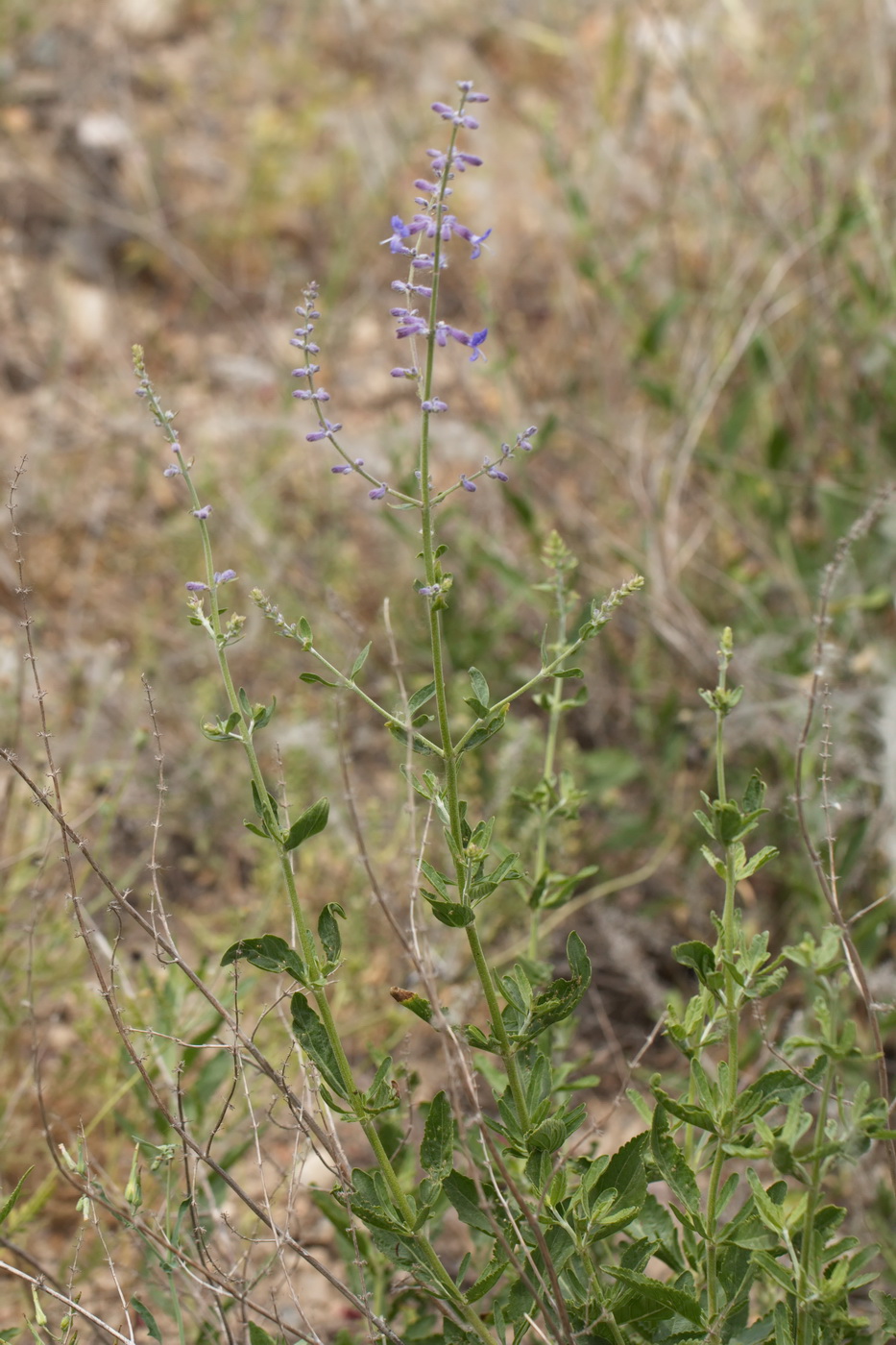 Изображение особи Perovskia scrophulariifolia.