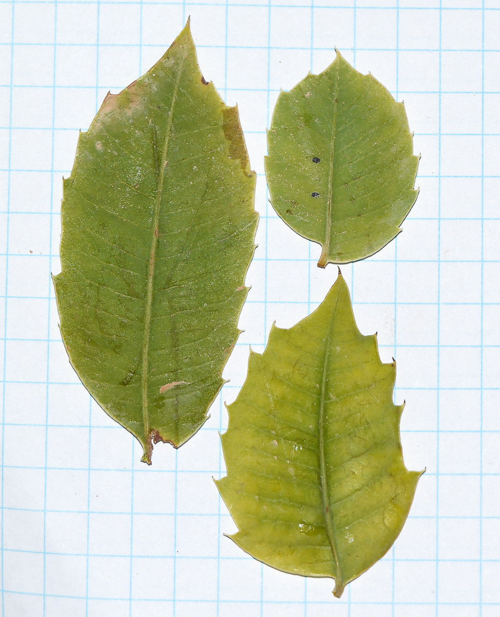 Image of Sclerocarya birrea specimen.