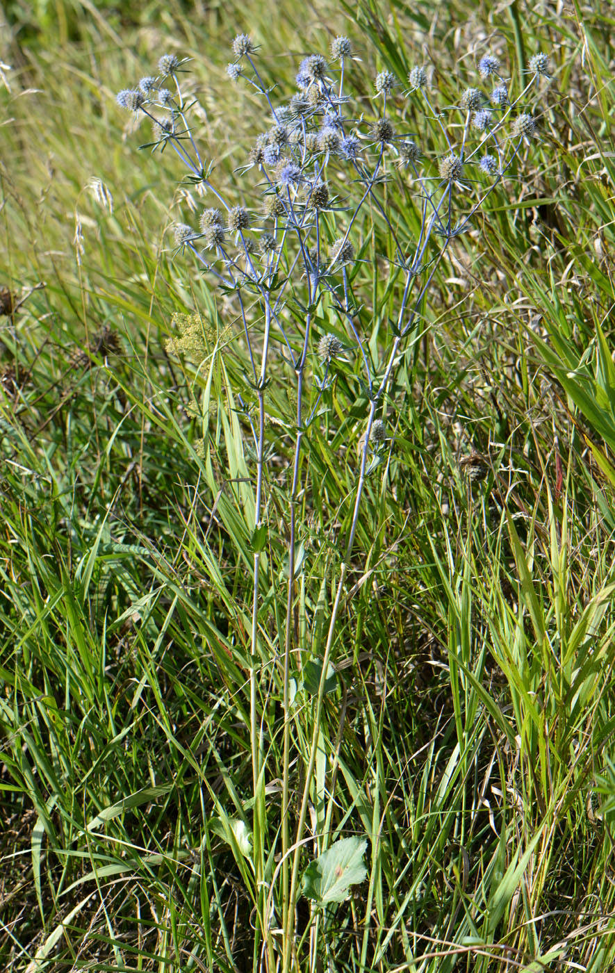 Image of Eryngium planum specimen.