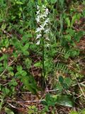 Platanthera bifolia