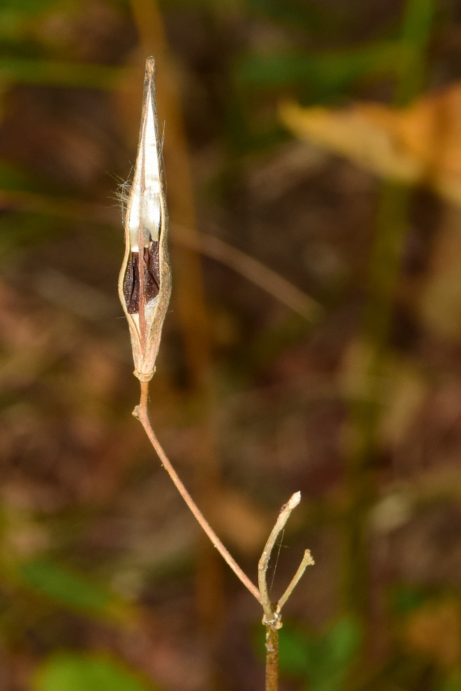 Image of Vincetoxicum ascyrifolium specimen.