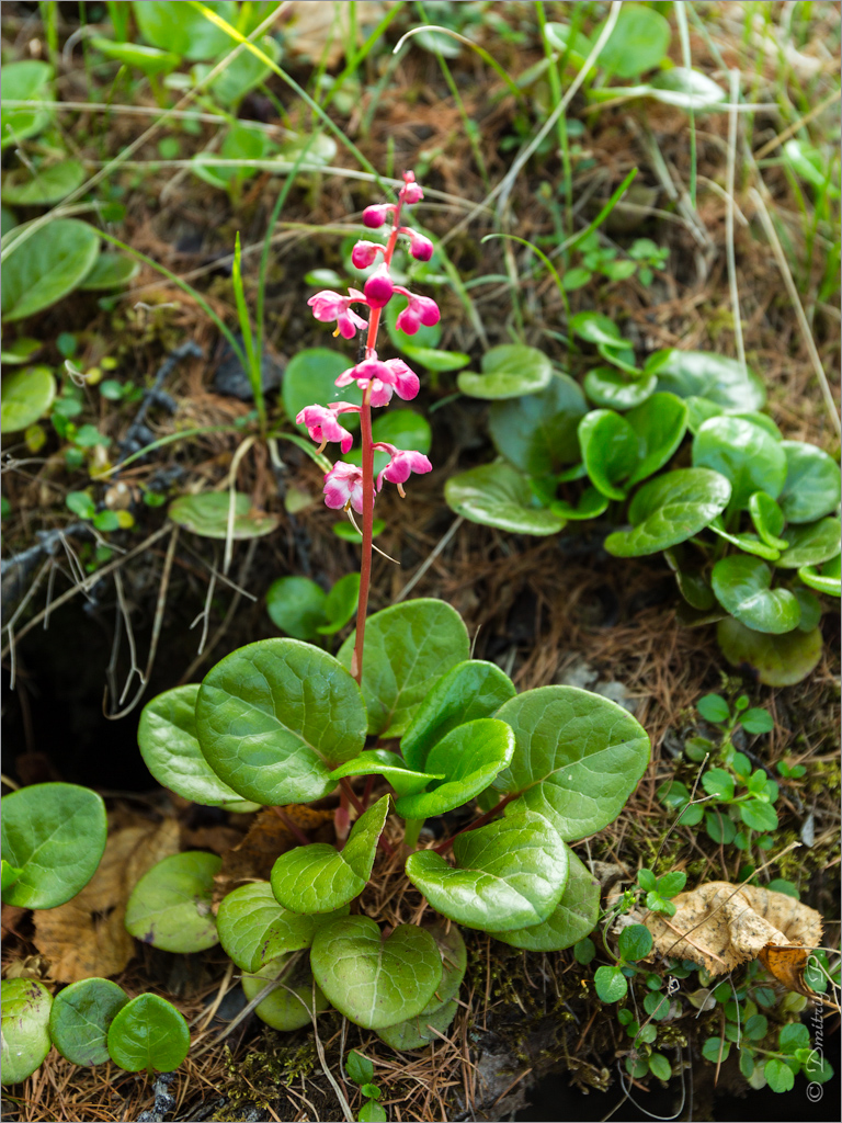 Изображение особи Pyrola incarnata.