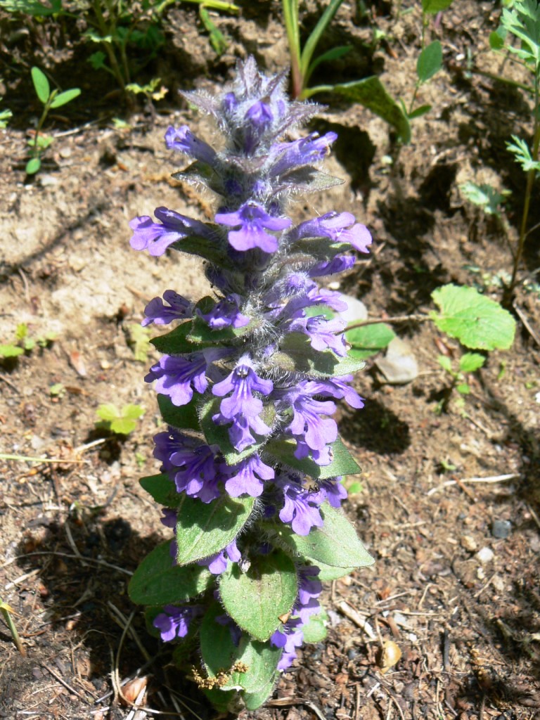 Image of Ajuga multiflora specimen.