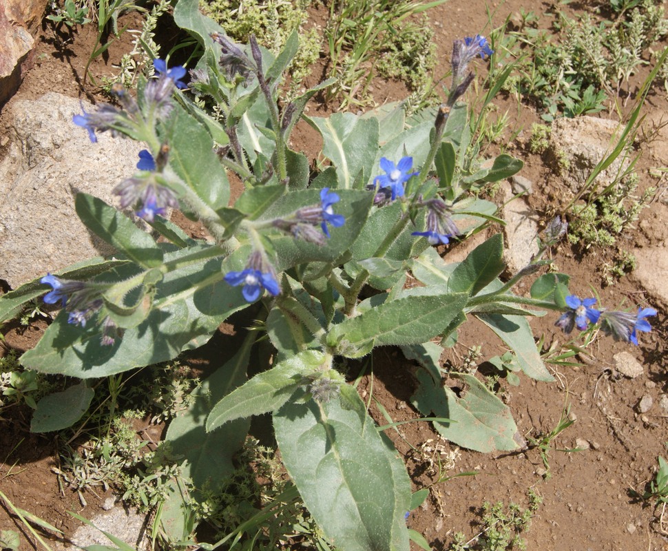 Image of Anchusa azurea specimen.