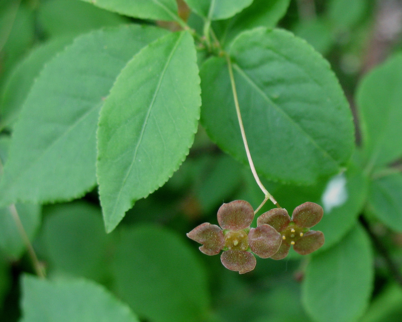 Изображение особи Euonymus verrucosus.