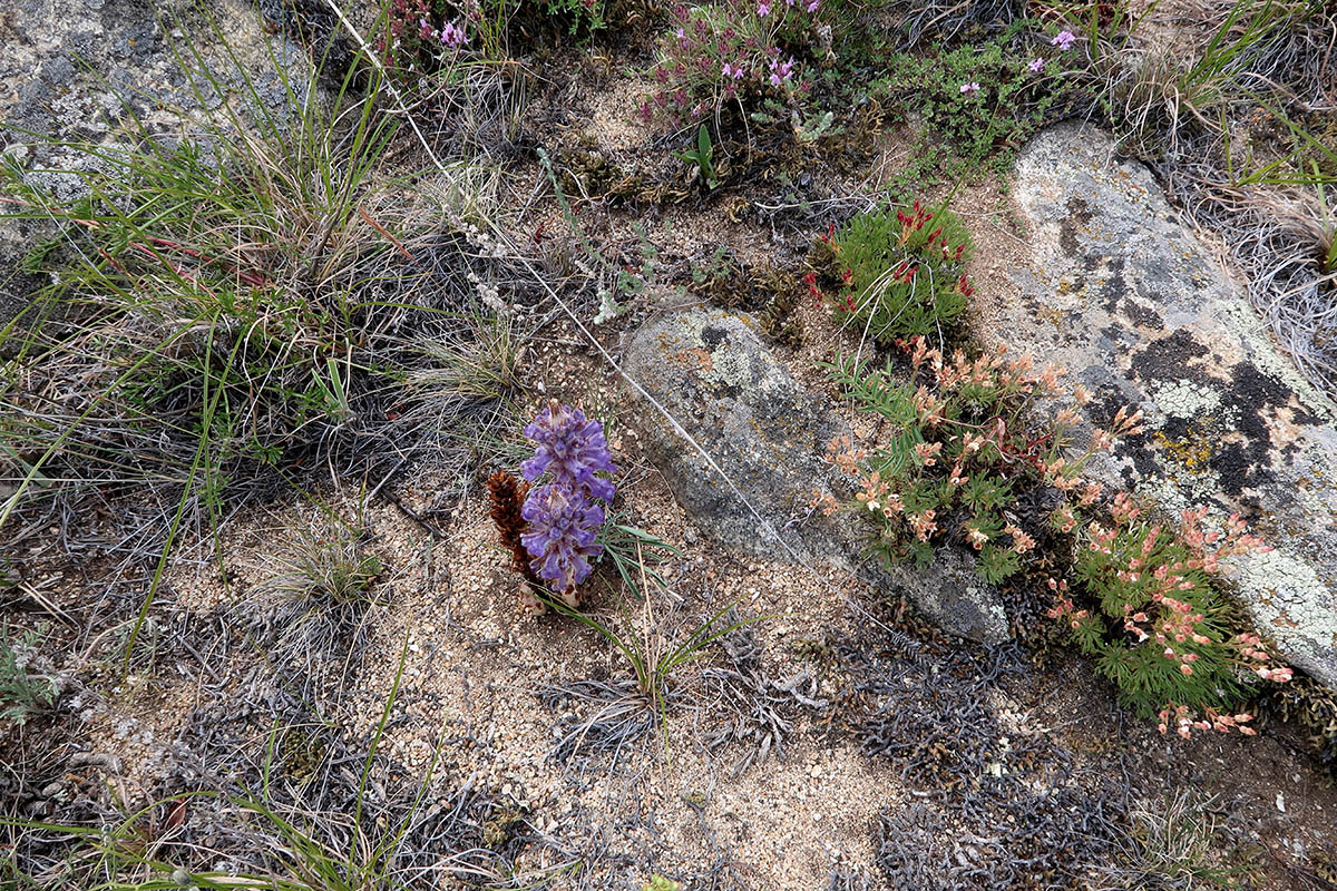 Image of Orobanche coerulescens specimen.