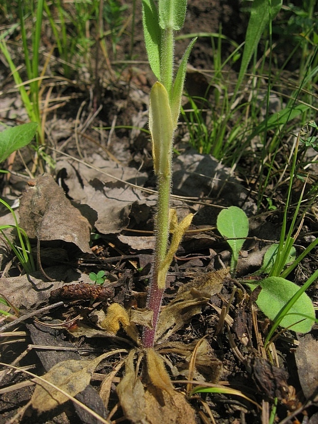 Image of Arabis borealis specimen.