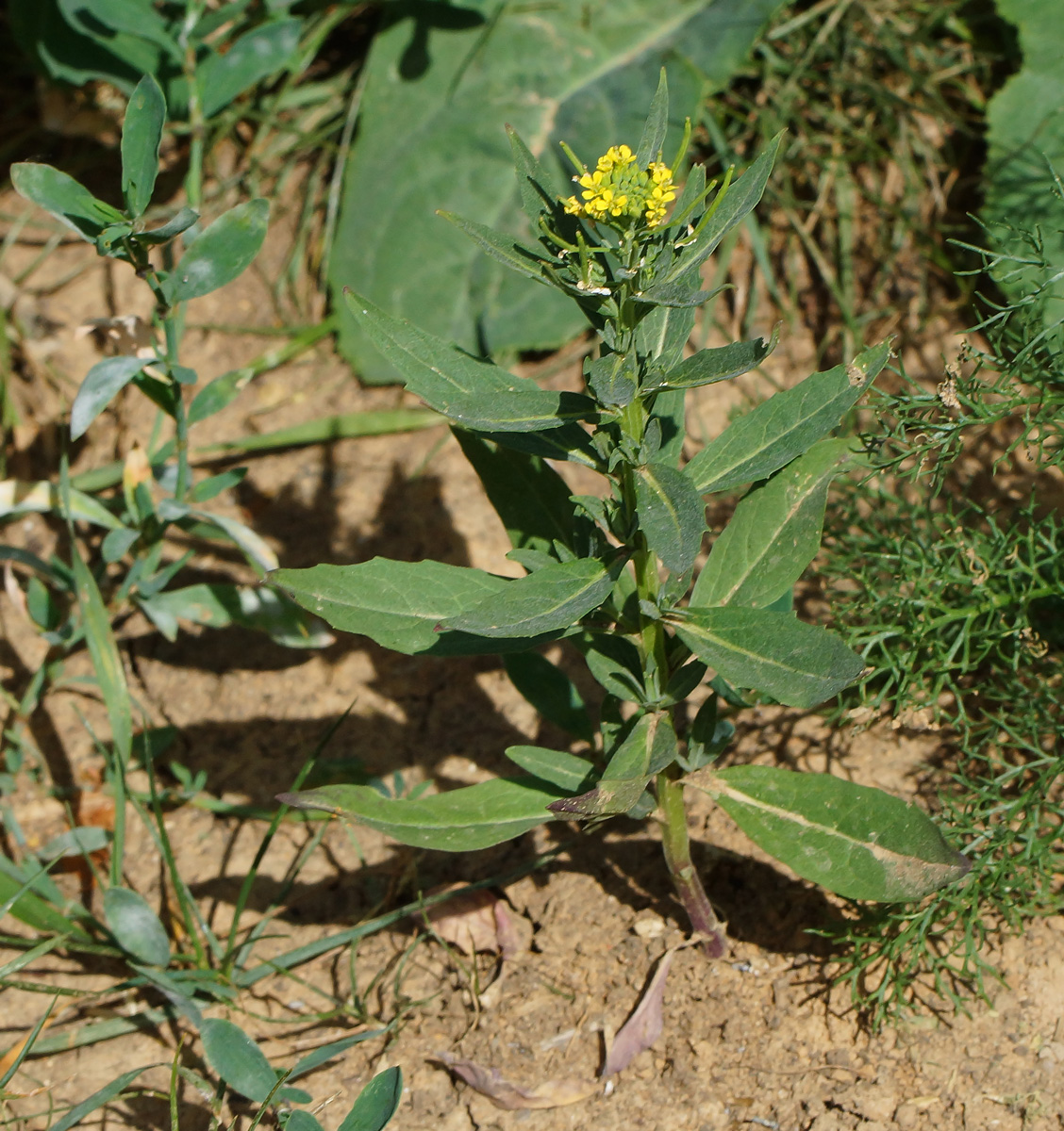 Изображение особи Erysimum cheiranthoides.