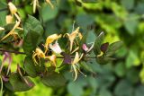 Lonicera japonica. Верхушка побега с соцветием. Израиль, г. Бат-Ям, в парке. 06.05.2018.