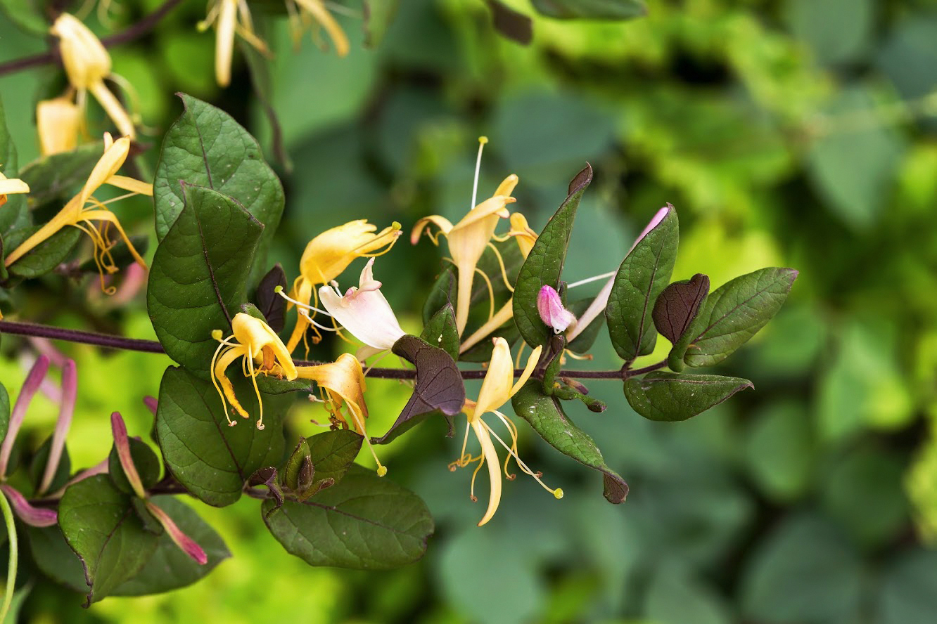 Image of Lonicera japonica specimen.