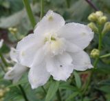 Delphinium &times; phoeniceum