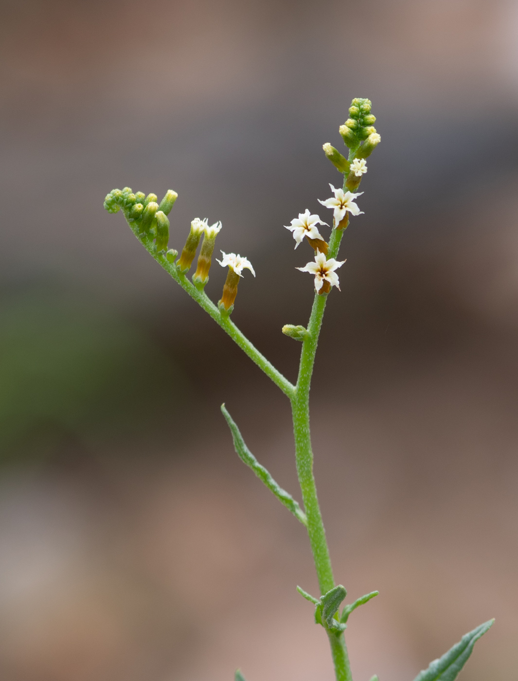 Image of Heliotropium ciliatum specimen.