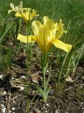 View full-size image Iris pineticola