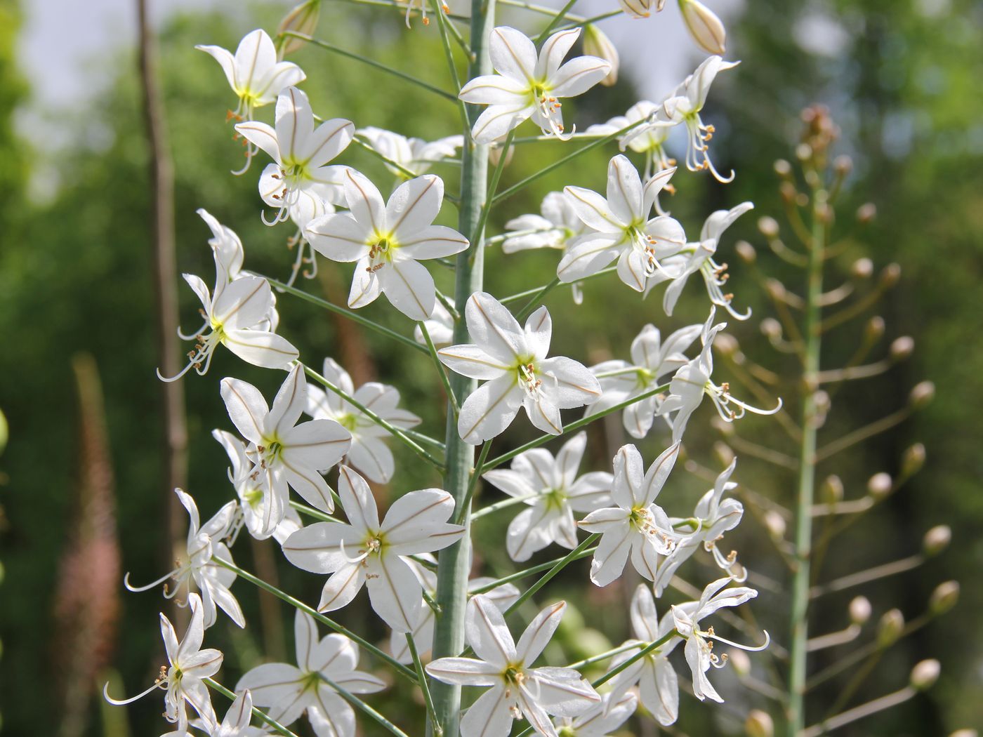 Image of Eremurus baissunensis specimen.