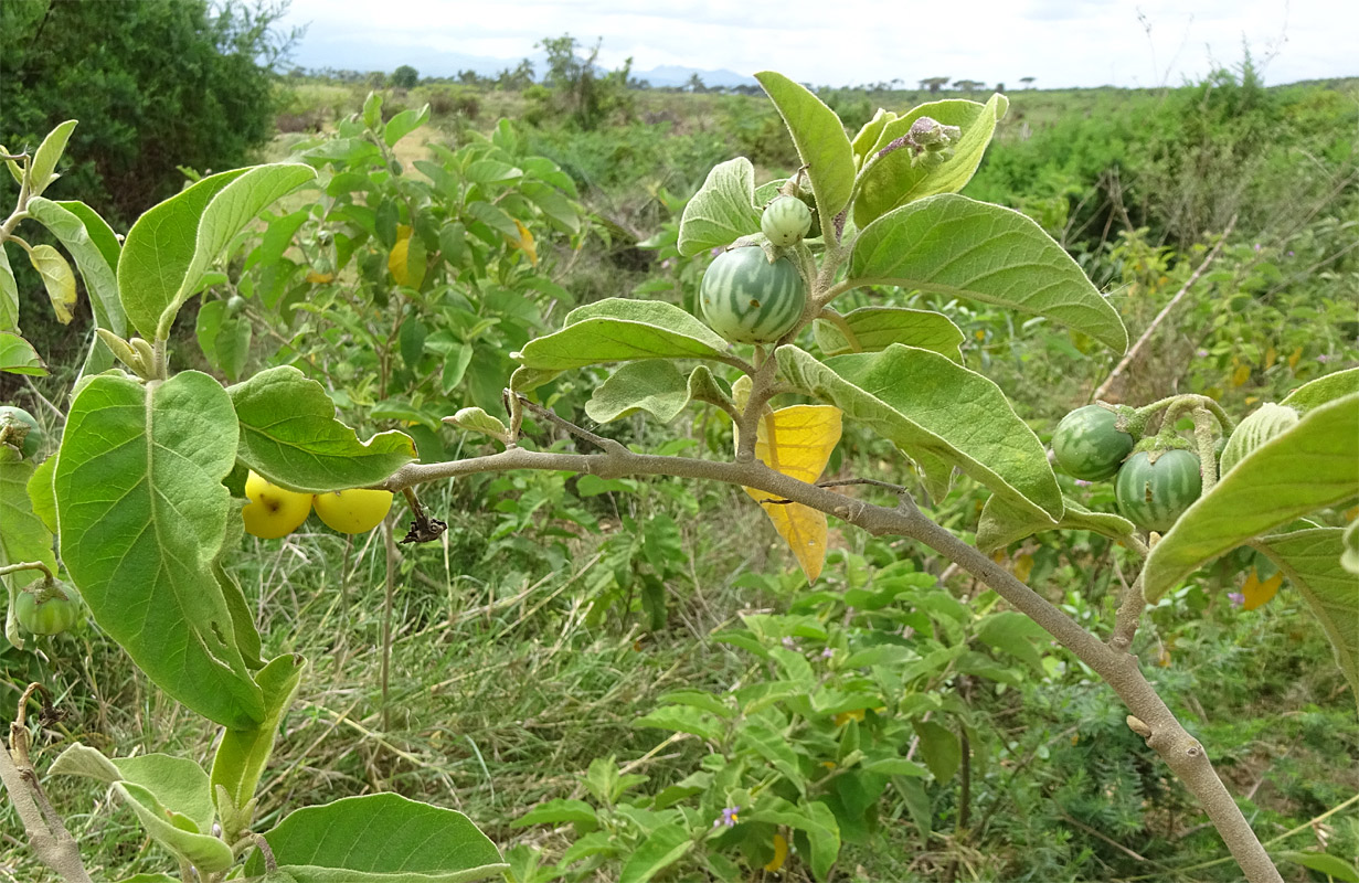 Изображение особи Solanum incanum.