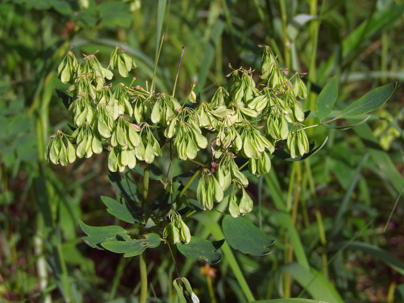 Image of Thalictrum contortum specimen.