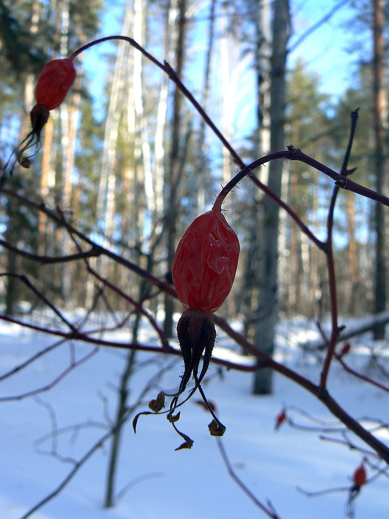 Image of Rosa cinnamomea specimen.