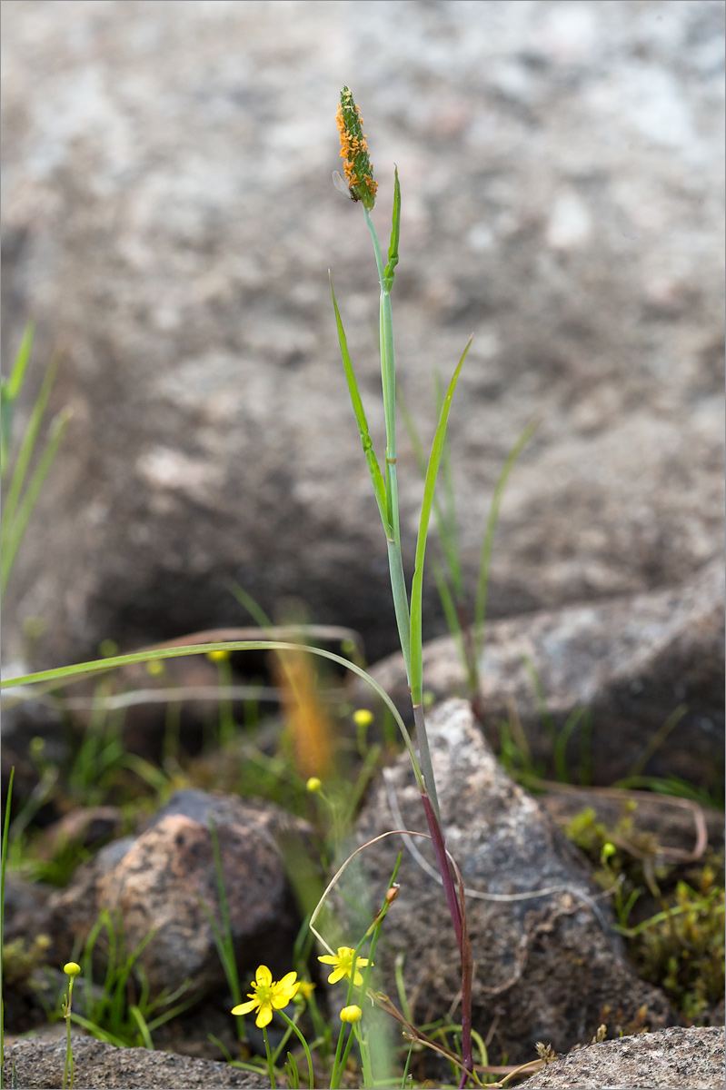 Image of Alopecurus aequalis specimen.