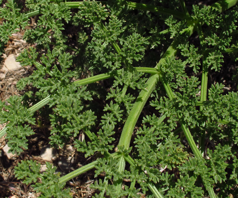 Image of Ferulago trachycarpa specimen.