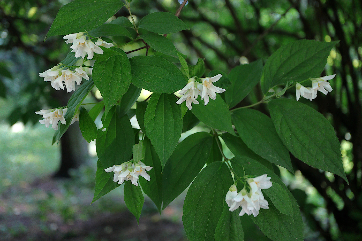 Image of Philadelphus subcanus specimen.