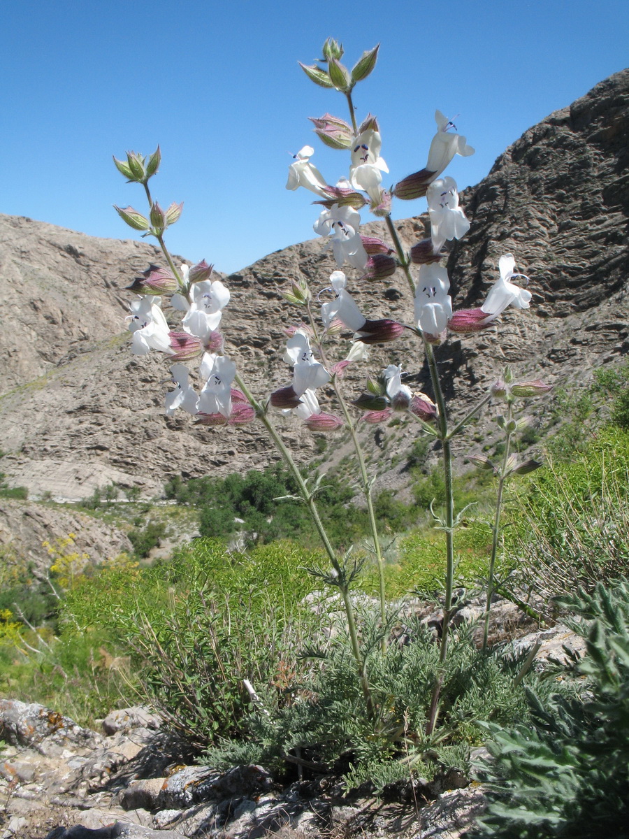 Изображение особи Salvia trautvetteri.