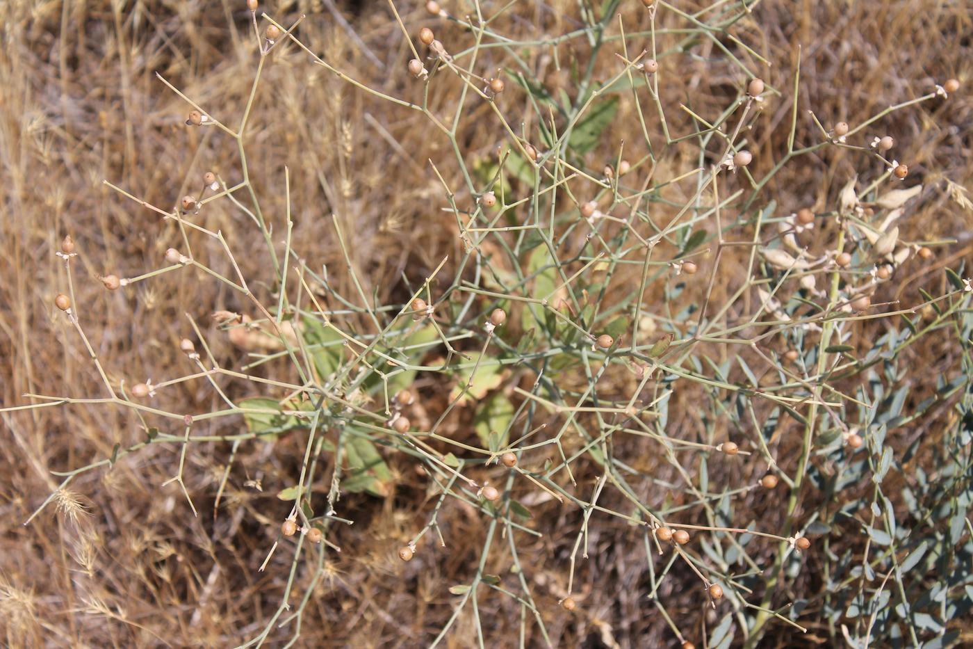 Image of Convolvulus pseudocantabrica specimen.