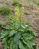 genus Verbascum. Цветущее растение. Бельгия, провинция Намюр, г. Динан. Август.
