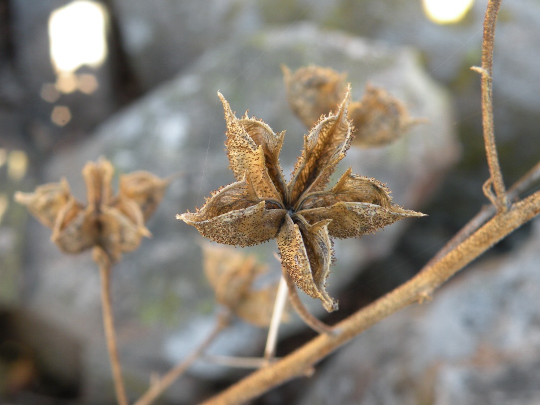 Image of Dictamnus gymnostylis specimen.