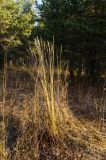 Calamagrostis arundinacea