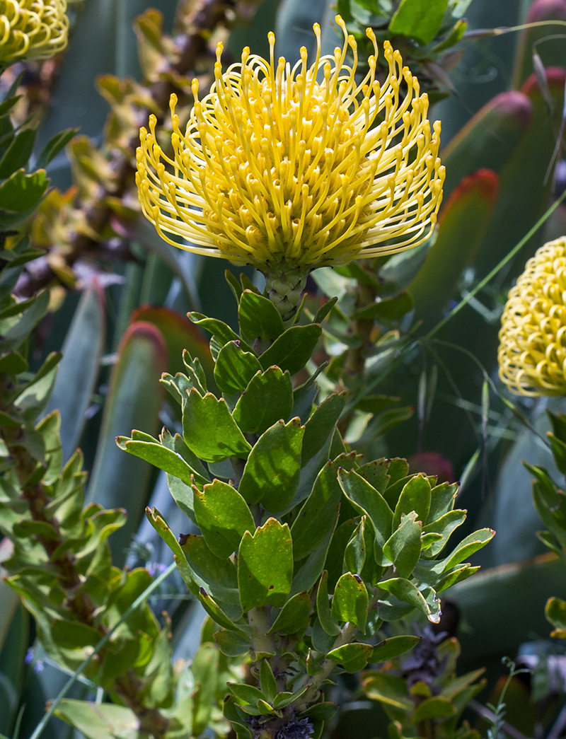 Image of Leucospermum cordifolium specimen.