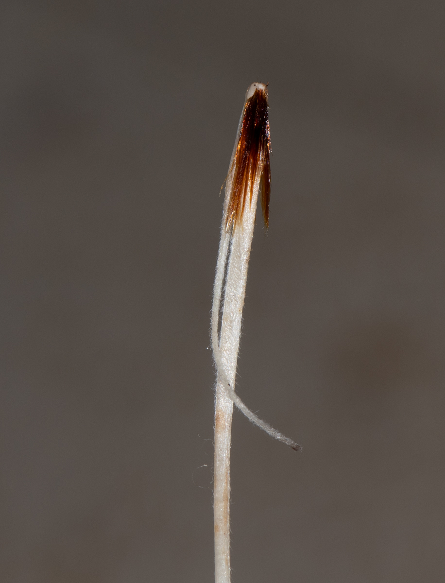 Image of Protea obtusifolia specimen.