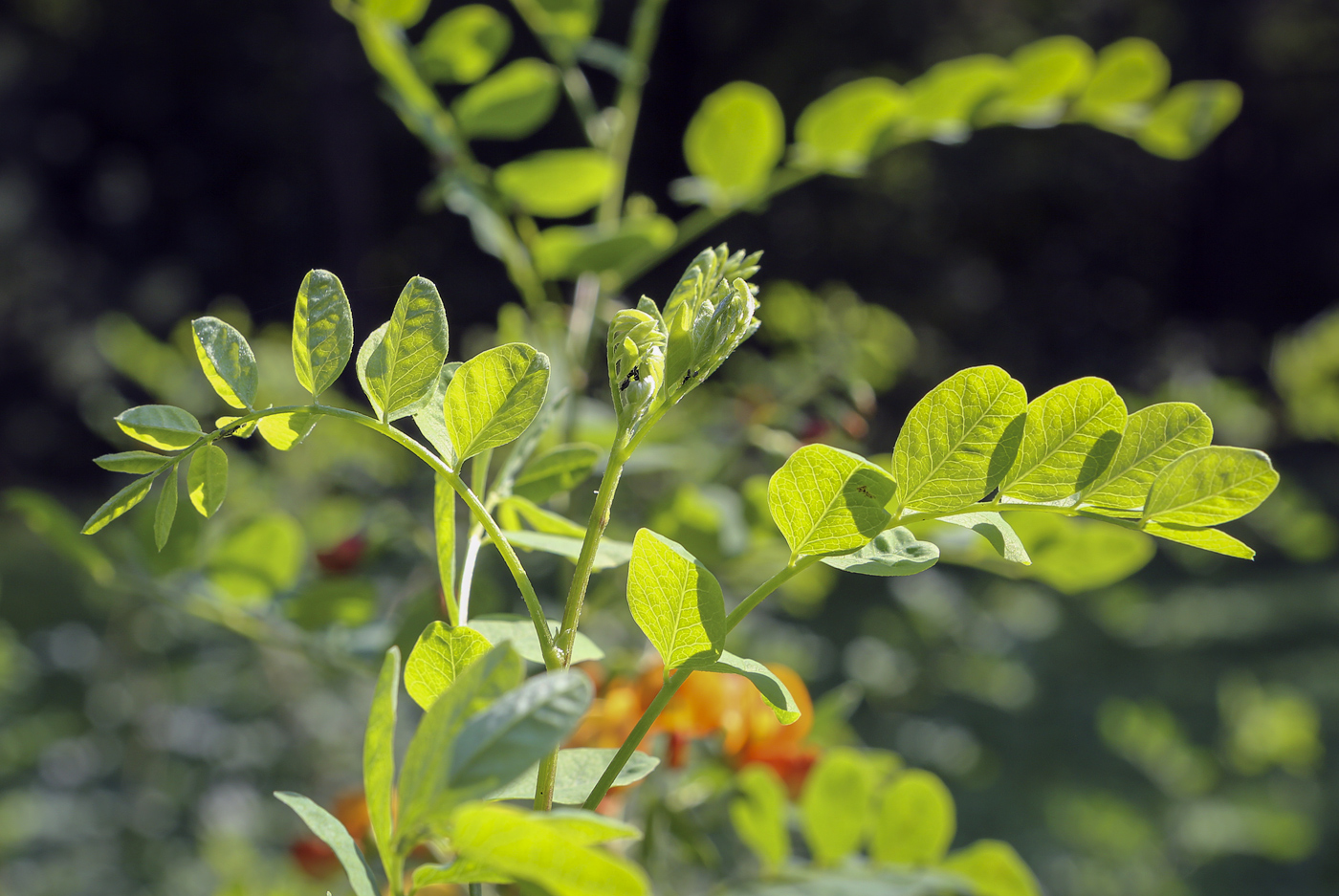 Image of genus Colutea specimen.