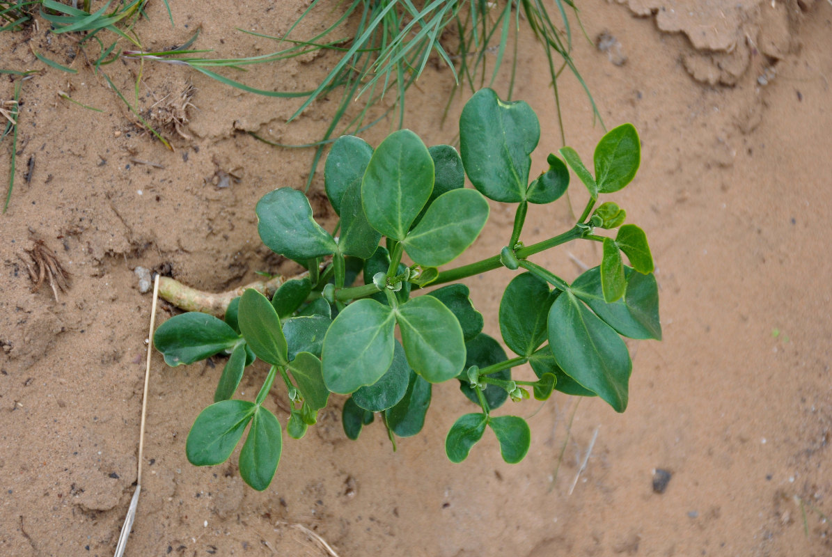 Image of Zygophyllum fabago specimen.