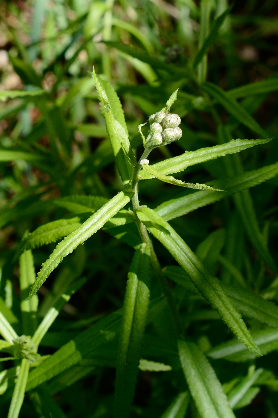 Изображение особи Achillea biserrata.