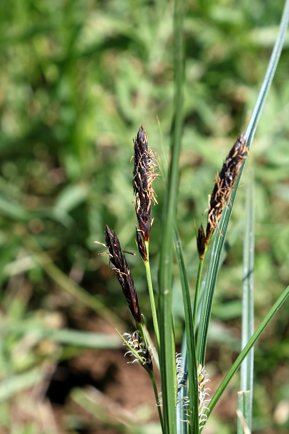 Изображение особи род Carex.