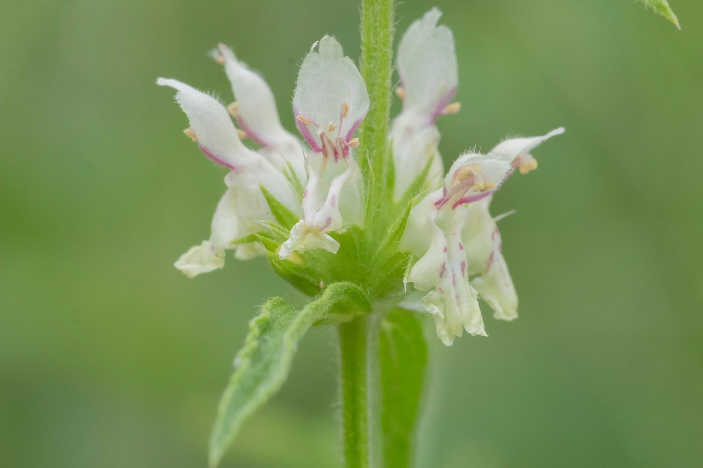 Image of genus Stachys specimen.