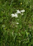 Thalictrum petaloideum