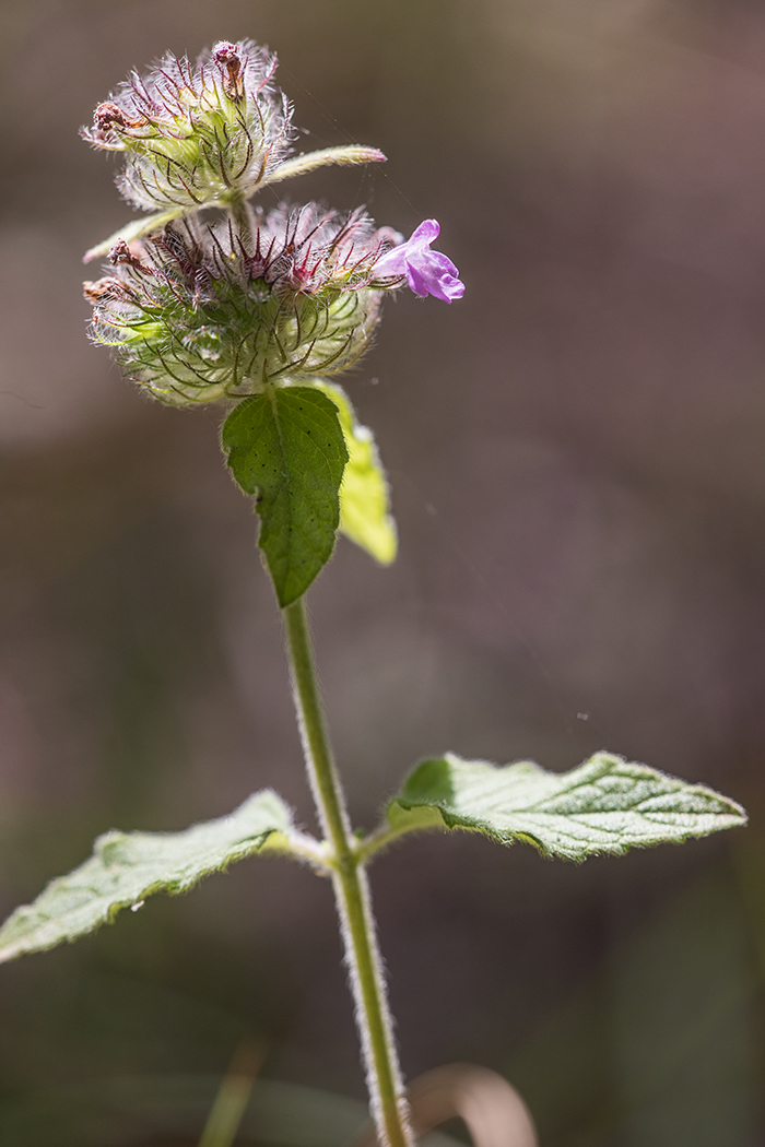 Image of genus Clinopodium specimen.