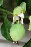 Passiflora caerulea. Незрелый плод. Крым, Южный Берег, г. Алушта, в культуре. 13.07.2021.
